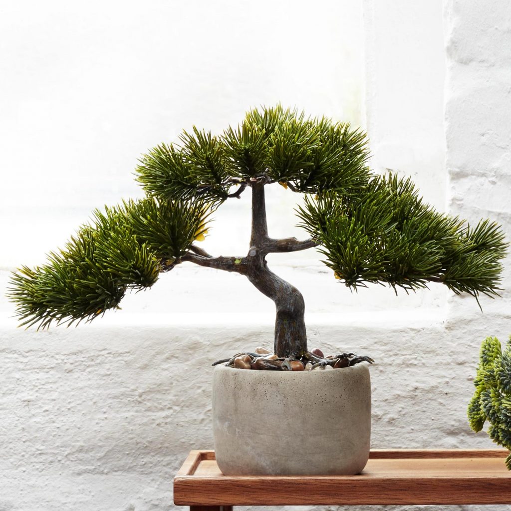 BONSAI Kiefer ASA H 24,5 cm