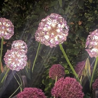 Solar Gartenstecker ALLIUM lila H 70 cm