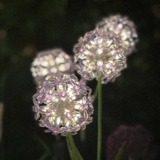 Solar Gartenstecker ALLIUM weiß H 70 cm
